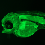 Fluorescent cod lavae